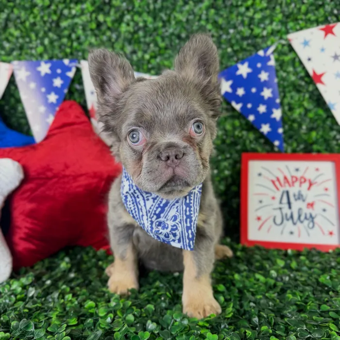 Male Fluffy French Bulldog puppy named Loki for sale at Puppy Dreams - North Richland Hills.