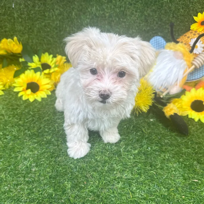 Female Maltipoo puppy named Minnie for sale at Puppy Dreams - Arlington.