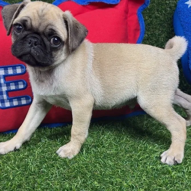 Male Pug puppy named Spike for sale at Puppy Dreams - Arlington.
