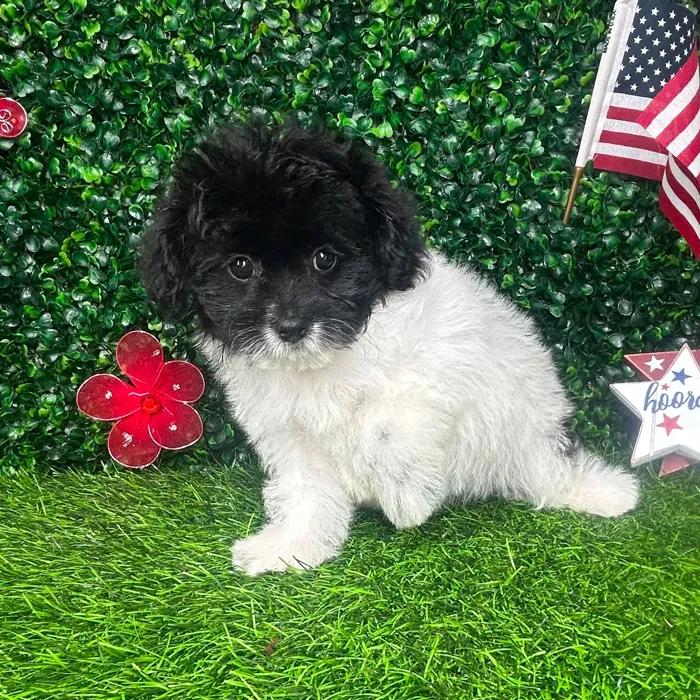 Female Pom-A-Poo puppy named *Cookies N Creme* for sale at Puppy Dreams - Mansfield.