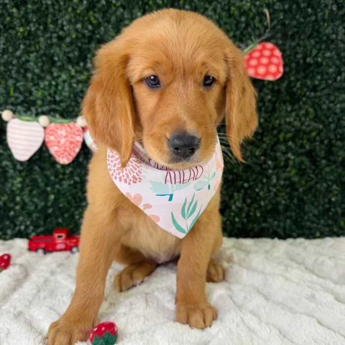 Female Golden Retriever puppy named Cinnamon for sale at Puppy Dreams - Garland.