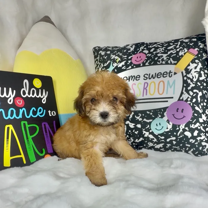 Male Teddy Bear puppy named Haribo for sale at Puppy Dreams - Denton.