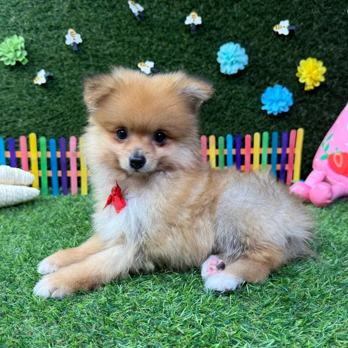 Male Pomeranian puppy named Ash for sale at Puppy Dreams - Carrollton.