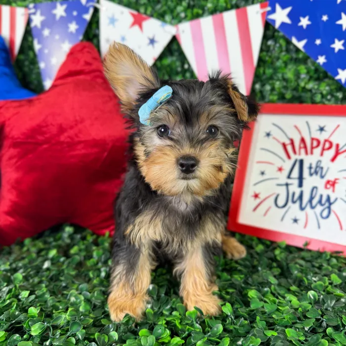 Female Silky Terrier puppy named Penny for sale at Puppy Dreams - North Richland Hills.