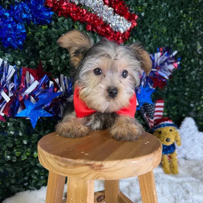Male Yorkie puppy named Titan for sale at Puppy Dreams - Garland.