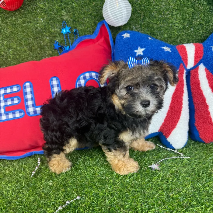 Female Morkie puppy named Gemini for sale at Puppy Dreams - Arlington.