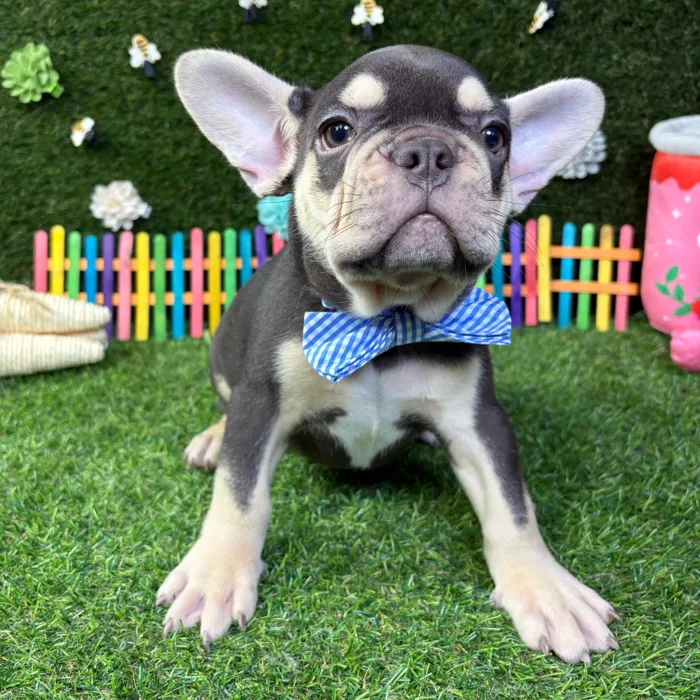 Male French Bulldog puppy named Cosmo for sale at Puppy Dreams - Carrollton.