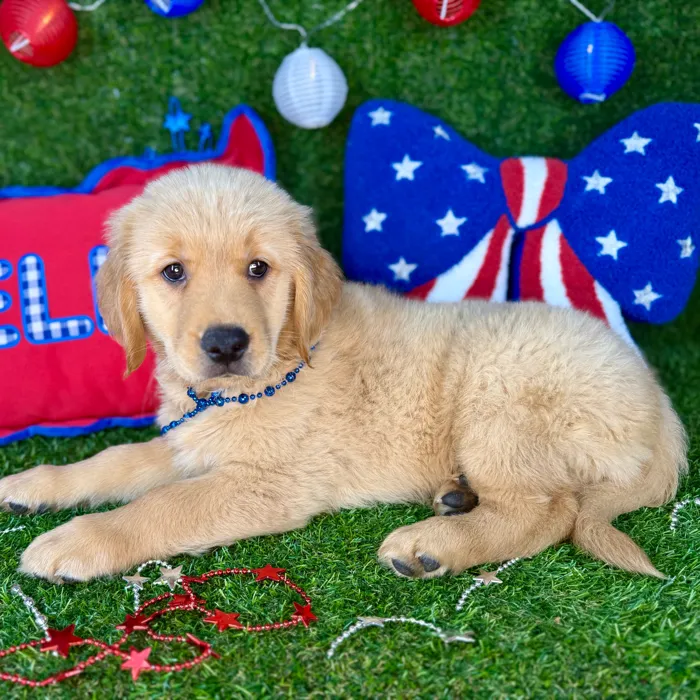 Male Golden Retriever puppy named Elf for sale at Puppy Dreams - Arlington.