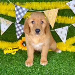 car_main_img_/media/ap_media/pets/OCXNQAWQHRVW377766.webp.250x250_q85.webp