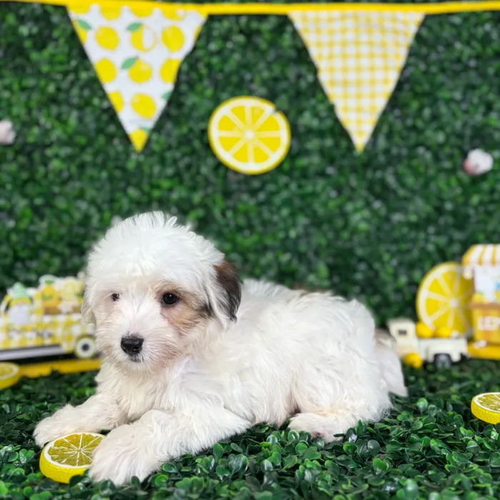 Male Yochon puppy named Tommy for sale at Puppy Dreams - North Richland Hills.