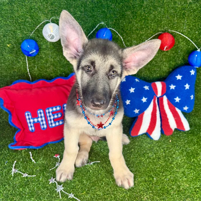 Male German Shepherd puppy named Vapor for sale at Puppy Dreams - Arlington.