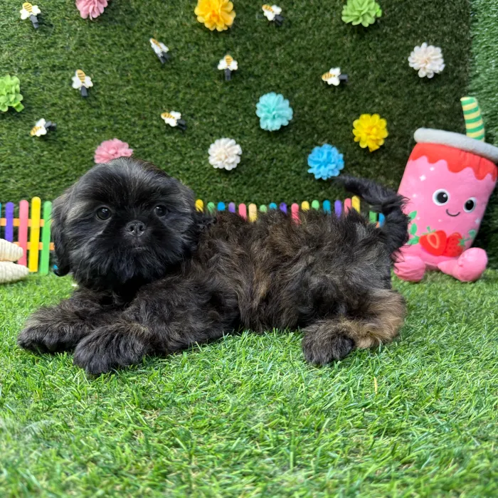 Male Shih Tzu puppy named Chewie for sale at Puppy Dreams - Carrollton.