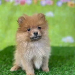 car_main_img_/media/ap_media/pets/OFSINNSRRIQD142816.webp.250x250_q85.webp