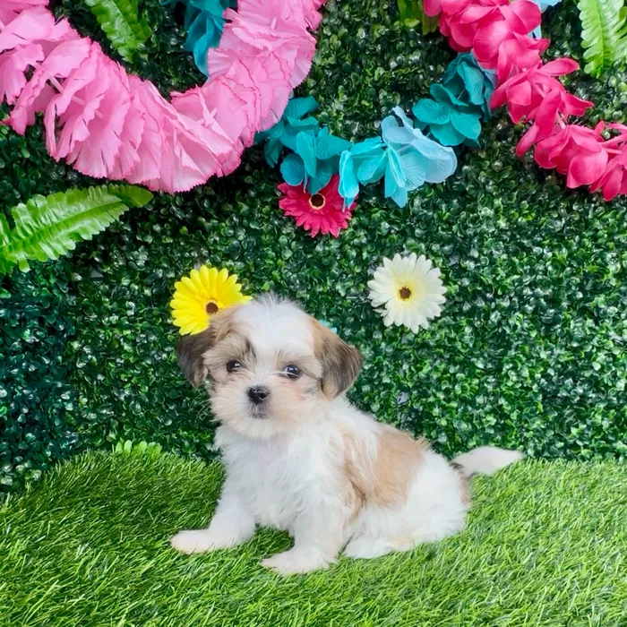 Female Teddy Bear puppy named Mc Rib for sale at Puppy Dreams - Denton.