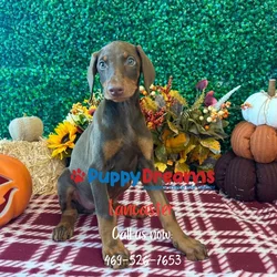 car_main_img_/media/ap_media/pets/OGCNCJIGVOHF141701.webp.250x250_q85.webp