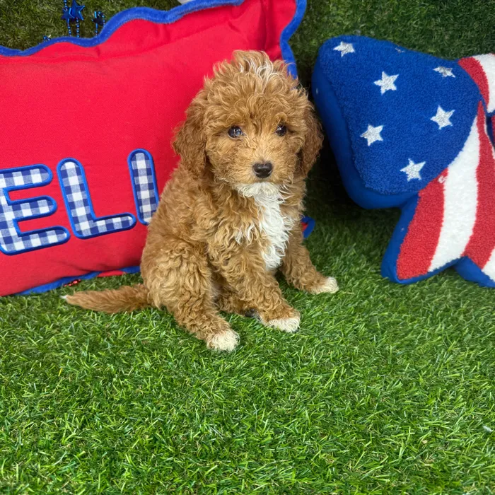 Male Mini Goldendoodle puppy named Puptini for sale at Puppy Dreams - Arlington.
