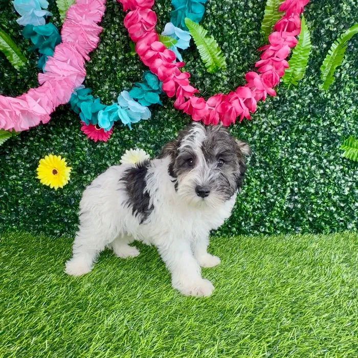 Female Mini Schnauzer puppy named Dunkalatte for sale at Puppy Dreams - Denton.