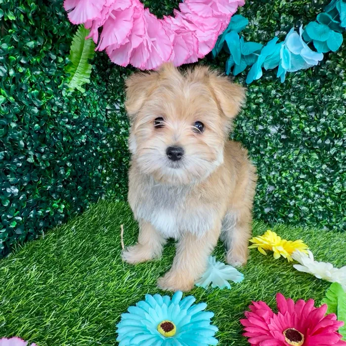 Male Morkie puppy named Truffle for sale at Puppy Dreams - Denton.