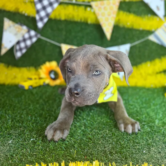Male Cane Corso puppy named Dax for sale at Puppy Dreams - Arlington.