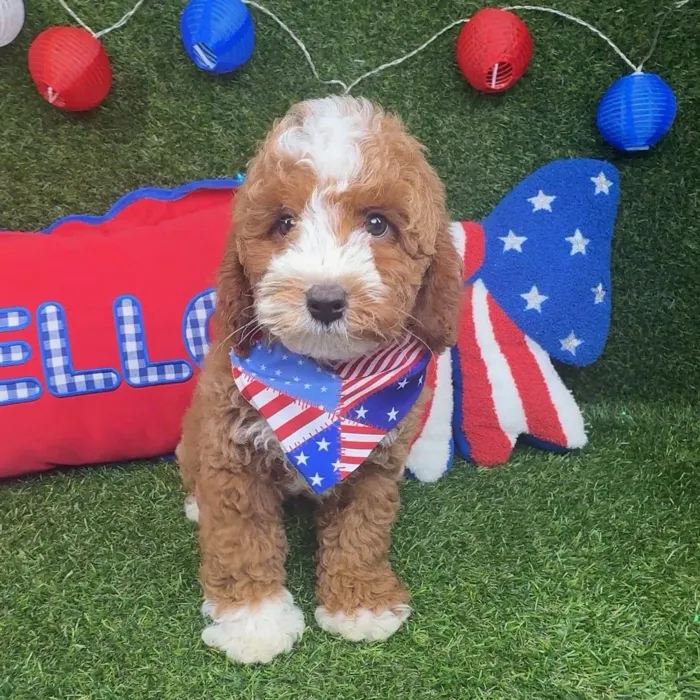 Male Mini Goldendoodle puppy named Alfie for sale at Puppy Dreams - Arlington.