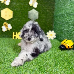 car_main_img_/media/ap_media/pets/OLWFWWHHVZFQ135670.webp.250x250_q85.webp