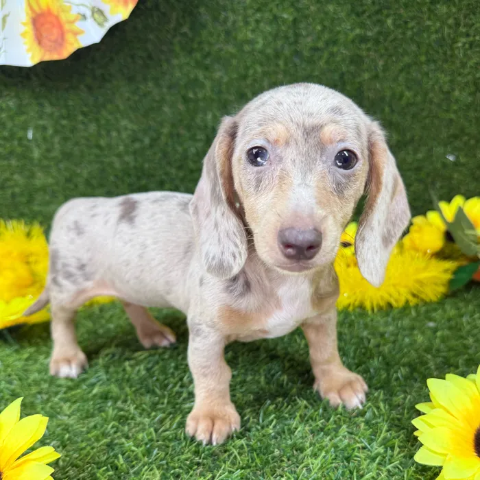 Female Dachshund puppy named Lucy for sale at Puppy Dreams - Arlington.