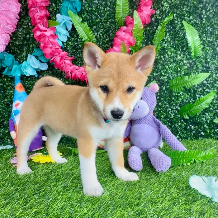 Male Shiba Inu puppy named Meerkat for sale at Puppy Dreams - Denton.