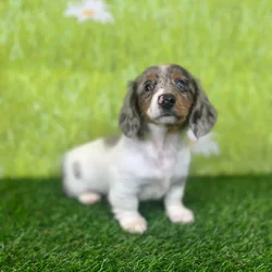 car_main_img_/media/ap_media/pets/OMWBJUHAGEBU146175.webp.250x250_q85.webp