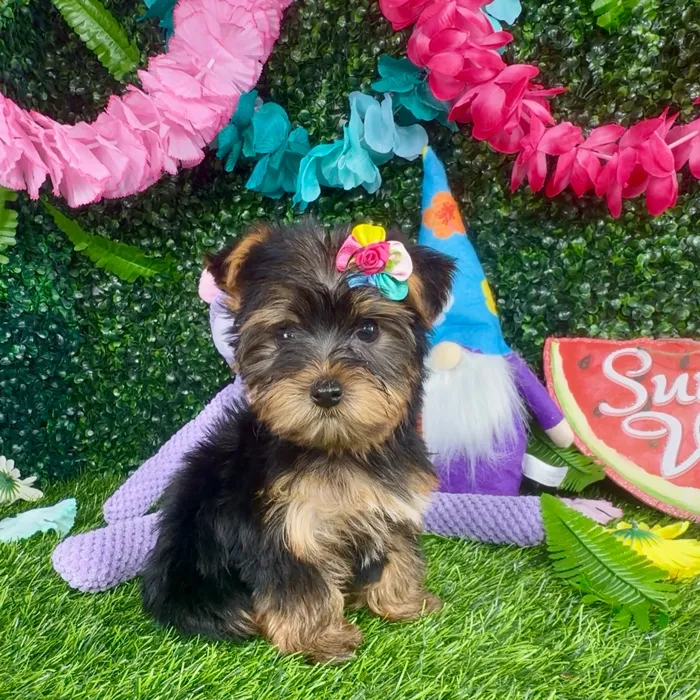 Female Yorkie puppy named Panda for sale at Puppy Dreams - Denton.