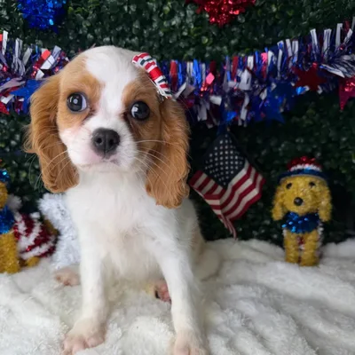 Female Cavalier King Charles Spaniel puppy named Athena for sale at Puppy Dreams - Garland.