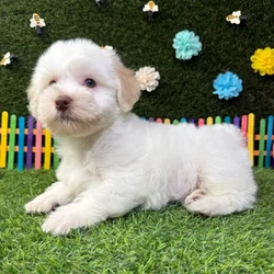 Male Havanese puppy named Teddy for sale at Puppy Dreams - Carrollton.
