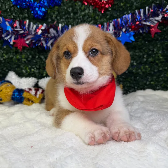 Male Pembroke Welsh Corgi puppy named Stitch for sale at Puppy Dreams - Garland.