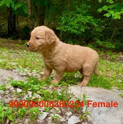 Female Golden Retriever puppy for sale at Puppy Dreams - Arlington.