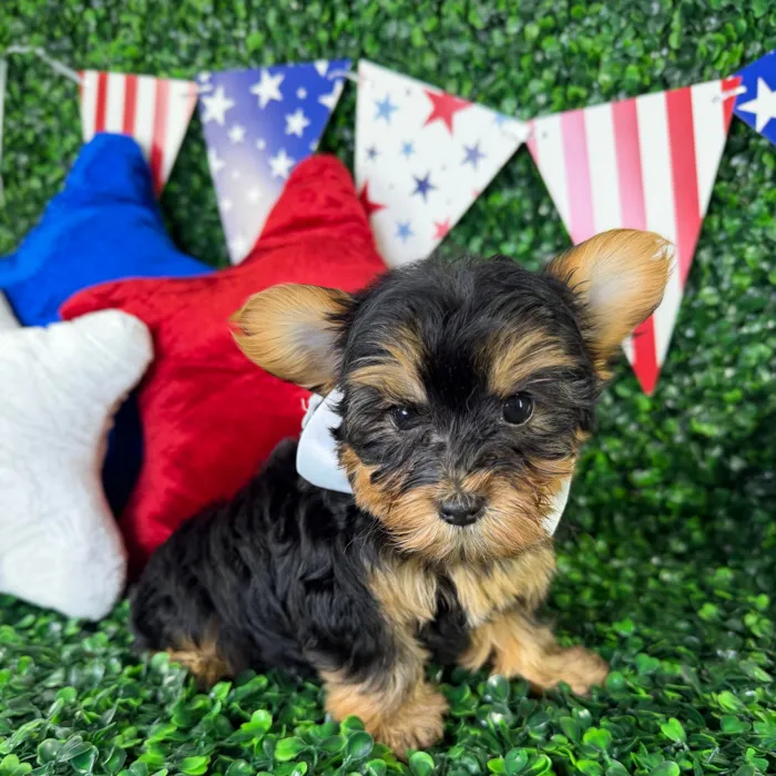 Male Yorkie-Poo puppy named Oliver for sale at Puppy Dreams - North Richland Hills.