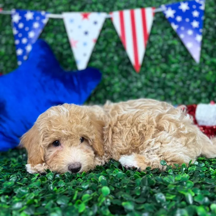 Male Bichon-Poodle puppy named Scooby for sale at Puppy Dreams - North Richland Hills.