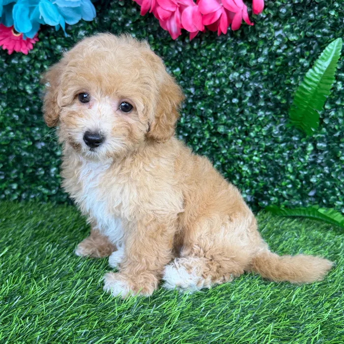 Female Bichon-Poodle puppy named Amaya for sale at Puppy Dreams - Denton.
