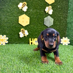 car_main_img_/media/ap_media/pets/OTCPWZFQNAND135652.webp.250x250_q85.webp