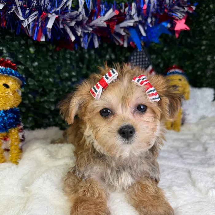 Female Morkie puppy named Ember for sale at Puppy Dreams - Garland.