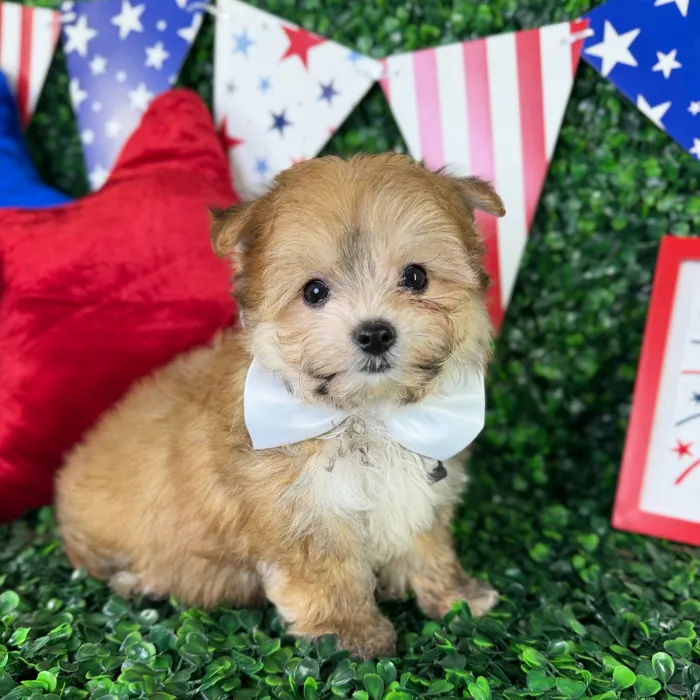Male Yochon puppy named Bentley for sale at Puppy Dreams - North Richland Hills.