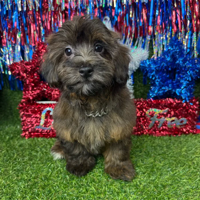 Male Havapoo puppy named Toffee for sale at Puppy Dreams - Arlington.