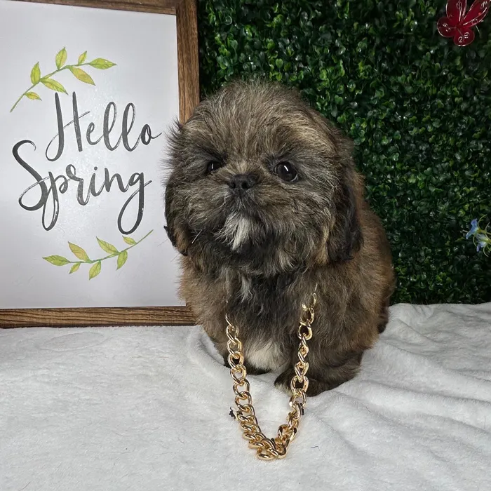 Male Shih Tzu puppy named Chewbacca for sale at Puppy Dreams - Mansfield.