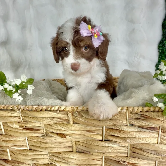 Female Mini Aussie Poo puppy named Popcorn for sale at Puppy Dreams - Denton.