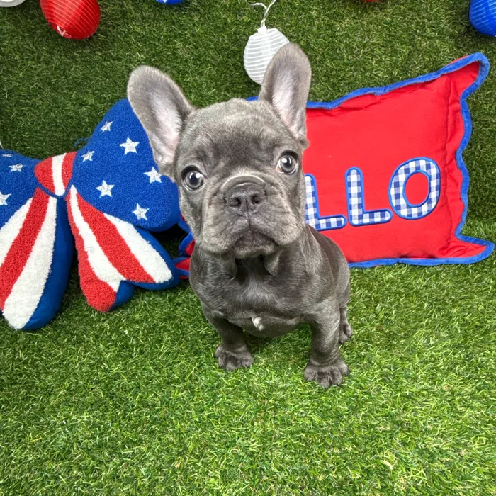 Female French Bulldog puppy named Pupcake for sale at Puppy Dreams - Arlington.