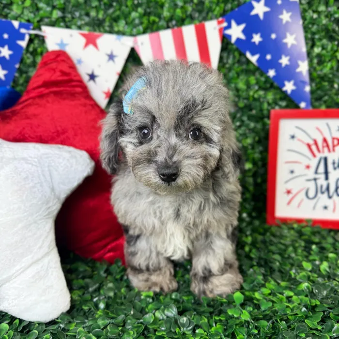 Female Mini Poodle puppy named Olive for sale at Puppy Dreams - North Richland Hills.