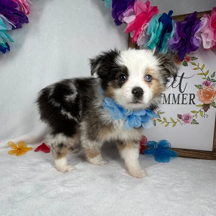 Female Mini Aussie puppy named *Hestia* for sale at Puppy Dreams - Mansfield.
