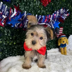 Male Yorkie puppy named Titan for sale at Puppy Dreams - Garland.