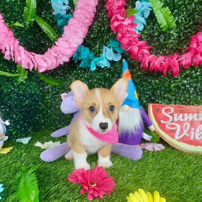 Female Pembroke Welsh Corgi puppy named Weasel for sale at Puppy Dreams - Denton.