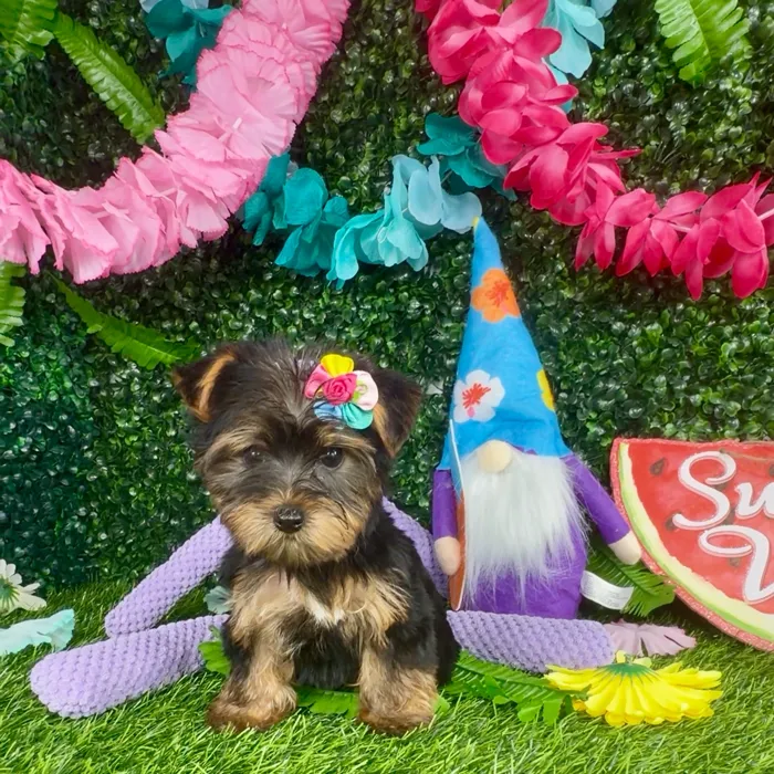 Female Yorkie puppy named Panda for sale at Puppy Dreams - Denton.