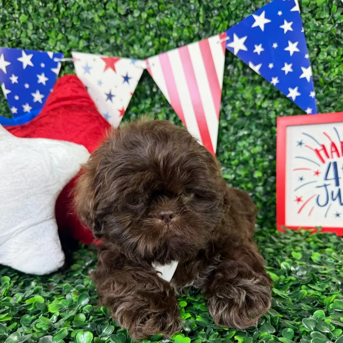 Male Shih Tzu puppy named Usher for sale at Puppy Dreams - North Richland Hills.