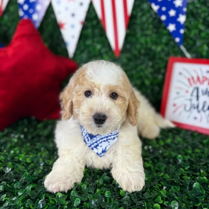 Male Bichon-Poodle puppy named Louie for sale at Puppy Dreams - North Richland Hills.